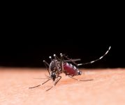 paraiba-confirma-10-mortes-por-dengue-em-2024