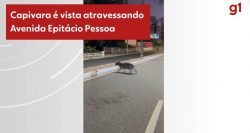 capivara-e-vista-atravessando-avenida-de-joao-pessoa